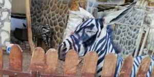 Angajații unui zoo din Egipt au vopsit un măgar și l au prezentat drept zebră   Incredibilia.ro