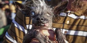 Fă cunoștință cu concurenții din competiția „Cel mai urât câine din lume” 2018